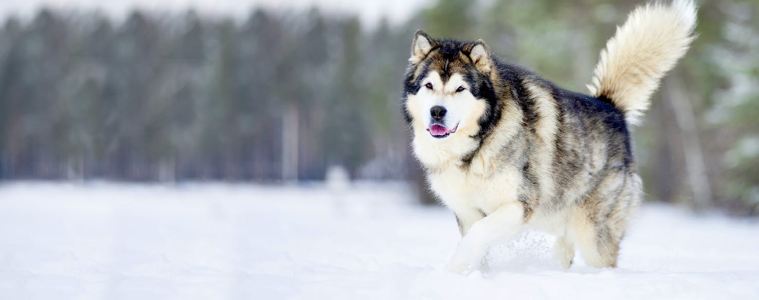 Indiana Dog Names Popular Male and Female Names Wag!